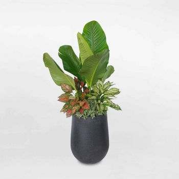 Cây phối kết đại phú gia